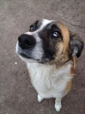 Cachorro raça SRD idade 2 anos nome Pirata