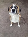 Pirata