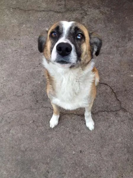 Cachorro raça SRD idade 2 anos nome Pirata