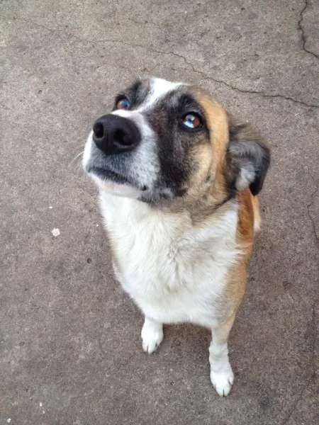 Cachorro raça SRD idade 2 anos nome Pirata