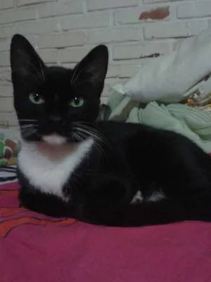 Gato raça vira-latas idade 7 a 11 meses nome Apelidei de Zé