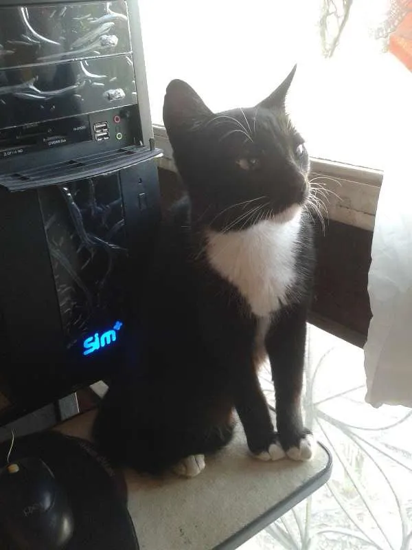 Gato raça vira-latas idade 7 a 11 meses nome Apelidei de Zé