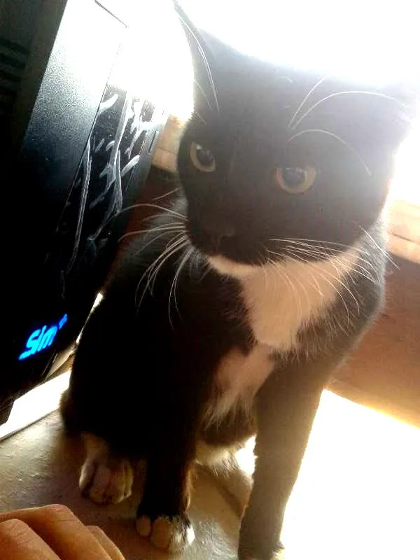 Gato raça vira-latas idade 7 a 11 meses nome Apelidei de Zé
