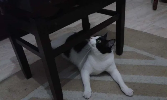 Gato raça SRD idade 2 anos nome Alfa