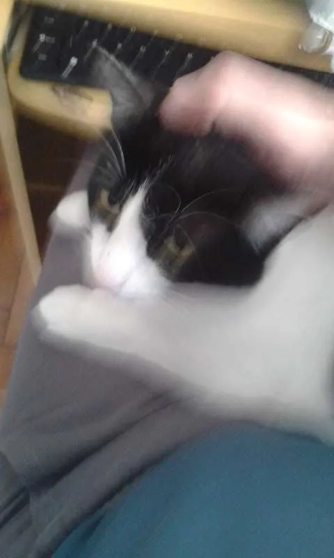 Gato raça SRD idade 2 anos nome Alfa