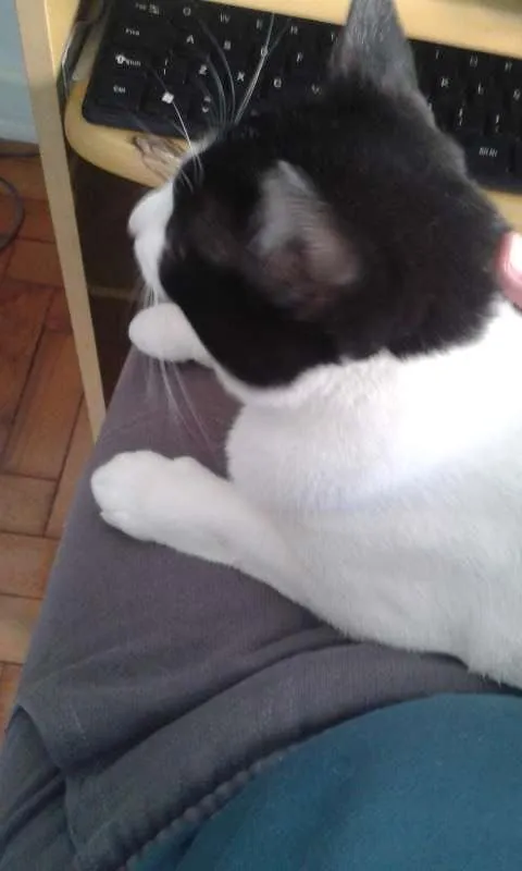 Gato raça SRD idade 2 anos nome Alfa