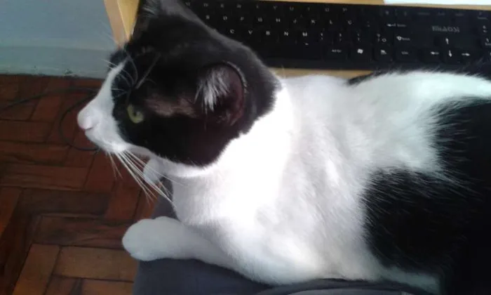 Gato raça SRD idade 2 anos nome Alfa