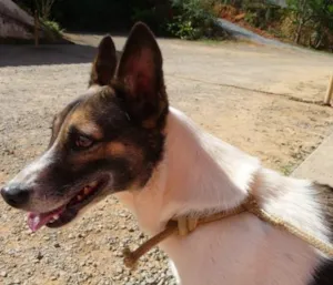Cachorro raça SRD idade 3 anos nome Peteca