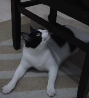 Gato raça SRD idade 2 anos nome Alfa