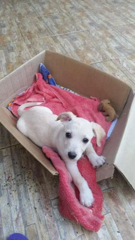 Cachorro raça Vira Lata idade 2 a 6 meses nome Marley GRATIFICA