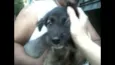 bebe