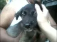 bebe