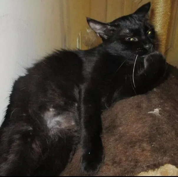 Gato ra a SRD idade 1 ano nome Miah