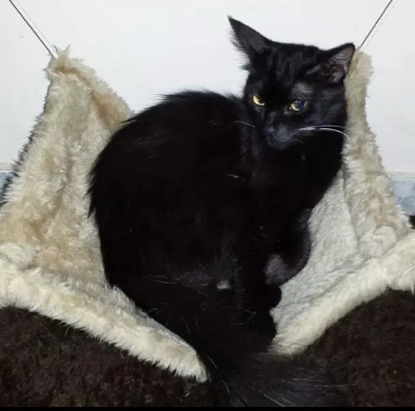 Gato ra a SRD idade 1 ano nome Miah