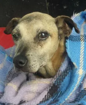 Cachorro ra a vira lata idade  nome Billy