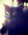 Miah