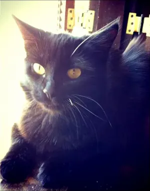 Gato raça SRD idade 1 ano nome Miah