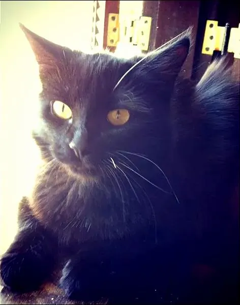 Gato ra a SRD idade 1 ano nome Miah