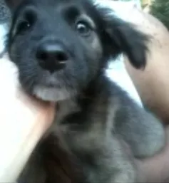 Cachorro raça SRD idade 2 a 6 meses nome bebe