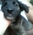 bebe