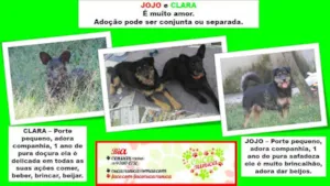 Cachorro raça SRD idade 1 ano nome Jojo e CLara