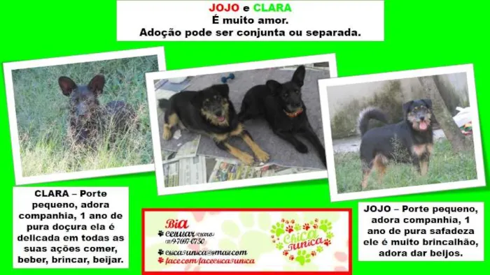 Cachorro ra a SRD idade 1 ano nome Jojo e CLara