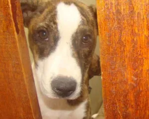 Cachorro raça SRD idade 7 a 11 meses nome Sara