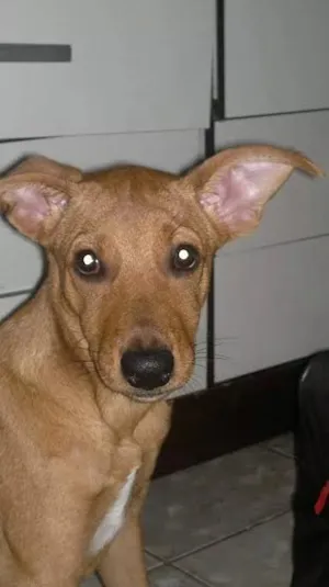 Cachorro raça Vira lata idade 2 a 6 meses nome Belinha