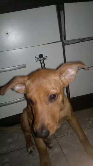 Cachorro ra a Vira lata idade 2 a 6 meses nome Belinha