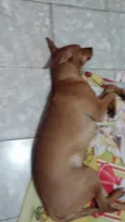 Belinha