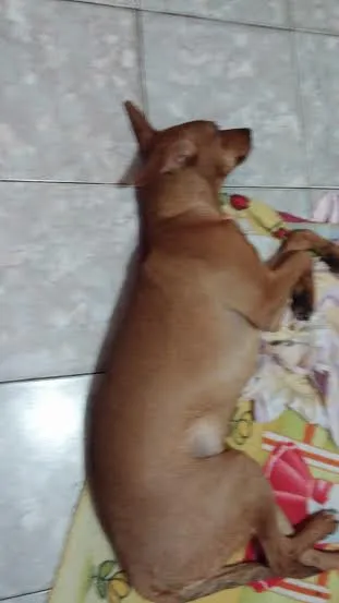 Cachorro ra a Vira lata idade 2 a 6 meses nome Belinha