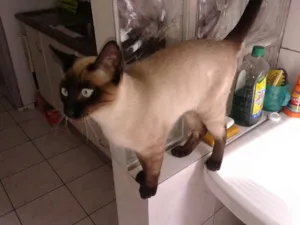 Gato raça ciamês idade 7 a 11 meses nome Gambal