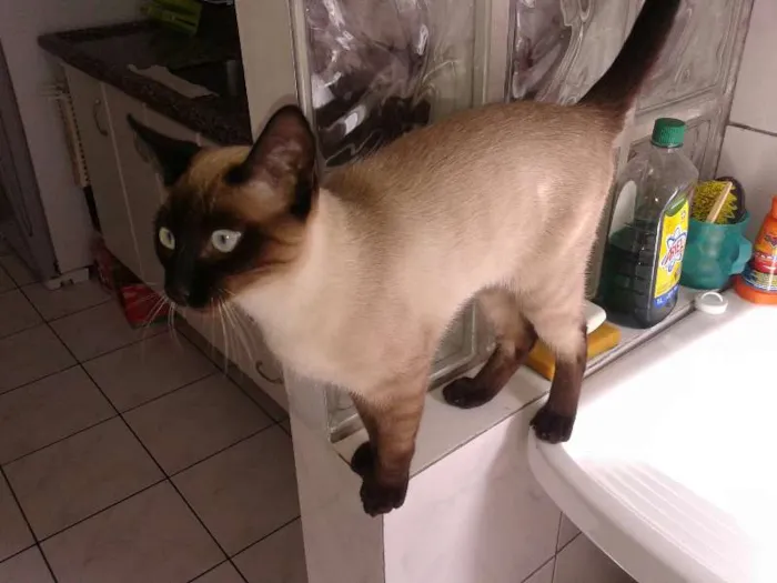 Gato ra a ciamês idade 7 a 11 meses nome Gambal