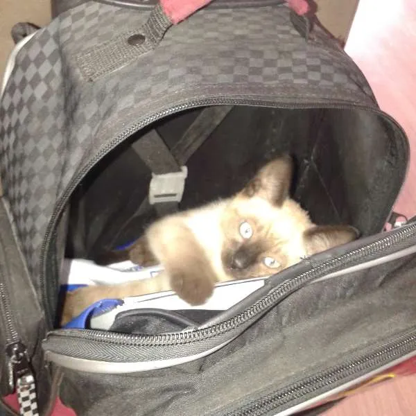 Gato ra a ciamês idade 7 a 11 meses nome Gambal