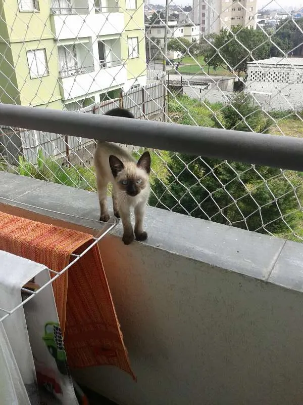 Gato ra a ciamês idade 7 a 11 meses nome Gambal