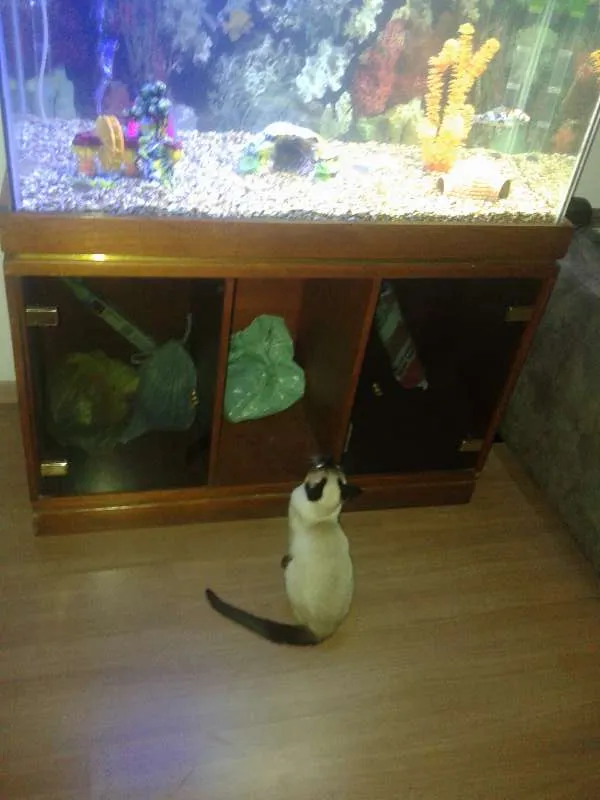 Gato ra a ciamês idade 7 a 11 meses nome Gambal
