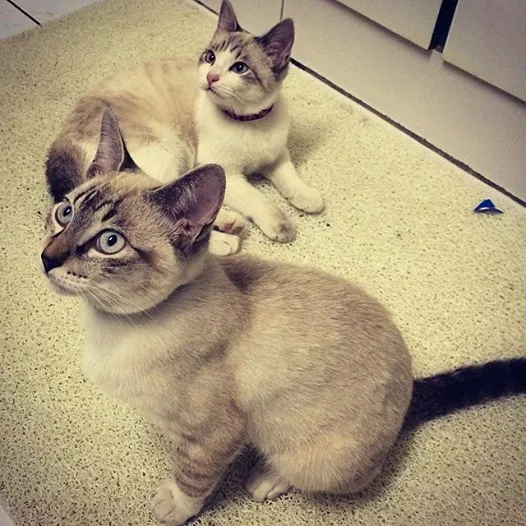 Gato ra a Não sei idade 2 a 6 meses nome Bartho/Clair