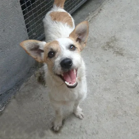 Cachorro ra a SRD idade 2 anos nome Abba