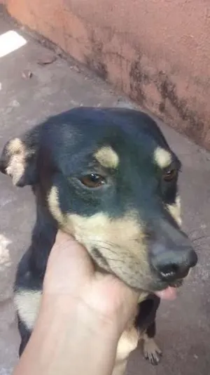 Cachorro raça  idade 3 anos nome Rabito
