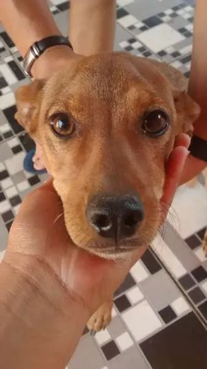 Cachorro raça  idade 7 a 11 meses nome Mel