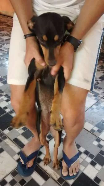 Cachorro ra a  idade 7 a 11 meses nome Rabitinha