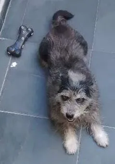 Cachorro ra a SRD idade 5 anos nome She-Ra