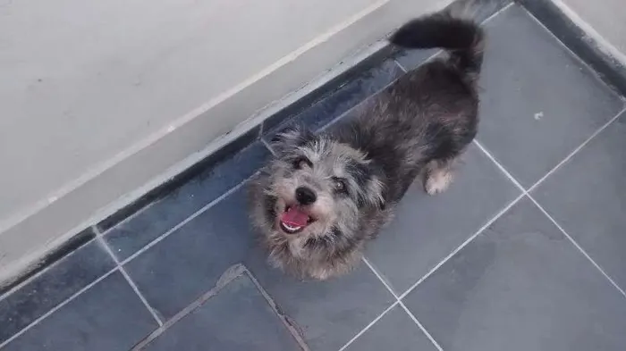 Cachorro ra a SRD idade 5 anos nome She-Ra