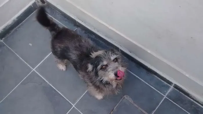 Cachorro ra a SRD idade 5 anos nome She-Ra