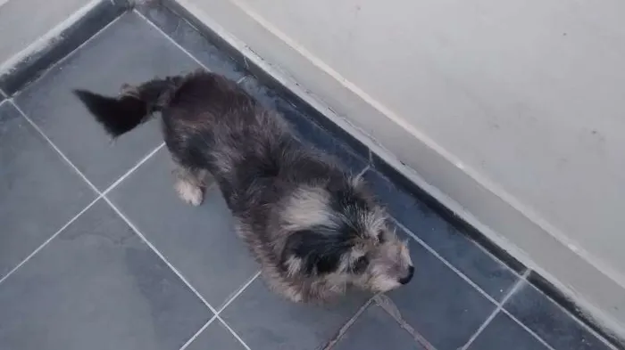 Cachorro ra a SRD idade 5 anos nome She-Ra