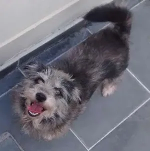 Cachorro raça SRD idade 5 anos nome She-Ra