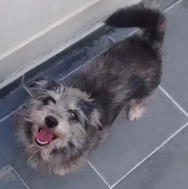 Cachorro ra a SRD idade 5 anos nome She-Ra