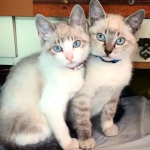Gato raça Não sei idade 2 a 6 meses nome Bartho/Clair