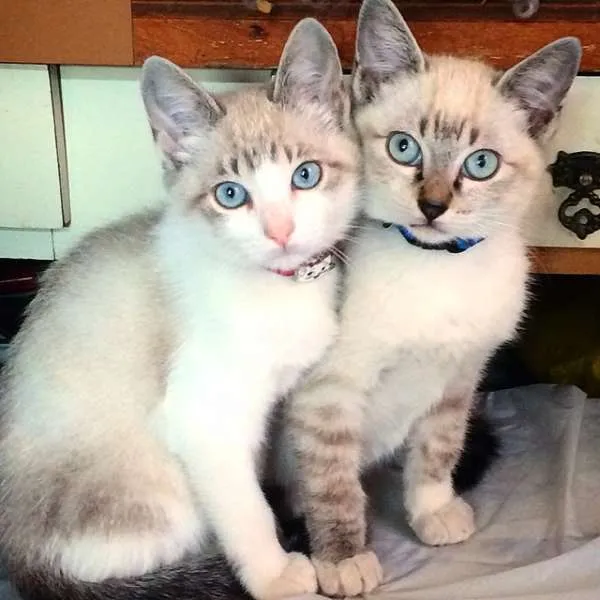 Gato ra a Não sei idade 2 a 6 meses nome Bartho/Clair