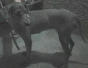 Cachorro raça poodle médio idade 6 ou mais anos nome Demos Pretinha